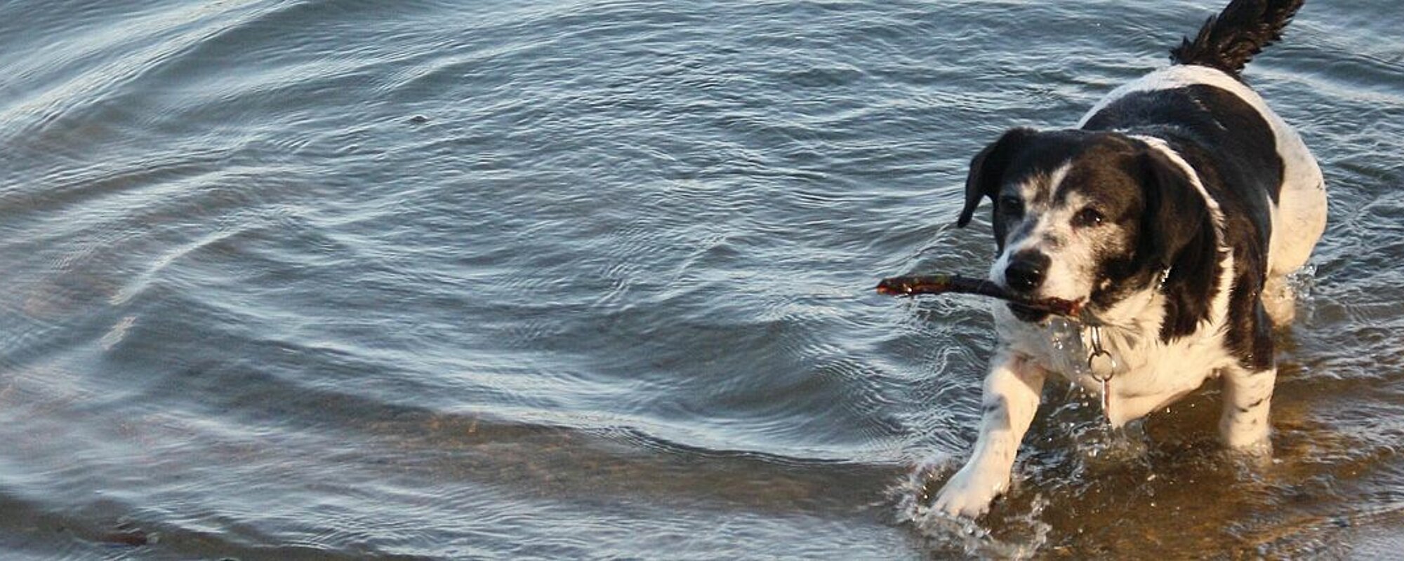 Hund im Guggenberger See